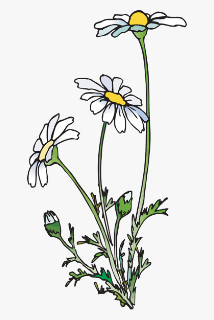 Daisies Png , Png Download - Daisies Clipart, Transparent Png, Free Download