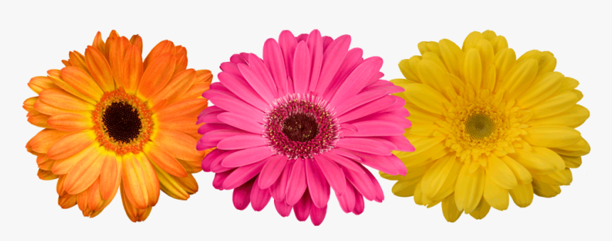 Flores Gerberas Png, Transparent Png, Free Download