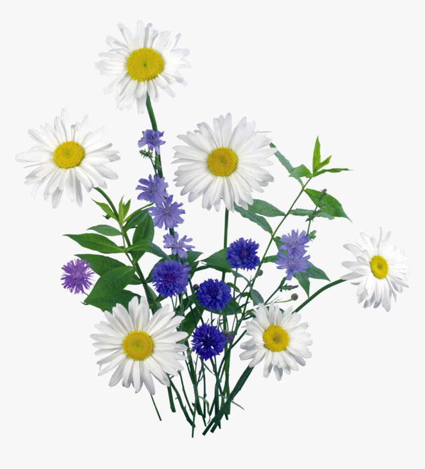 Daisies Png Download - Tek Papatya Png, Transparent Png, Free Download