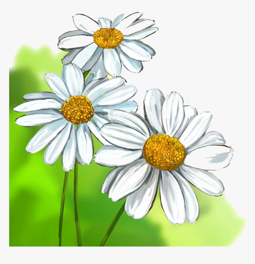 Chamomile Drawing Huge Freebie Download For Powerpoint - Realistic Daisy Flower Drawing, HD Png Download, Free Download