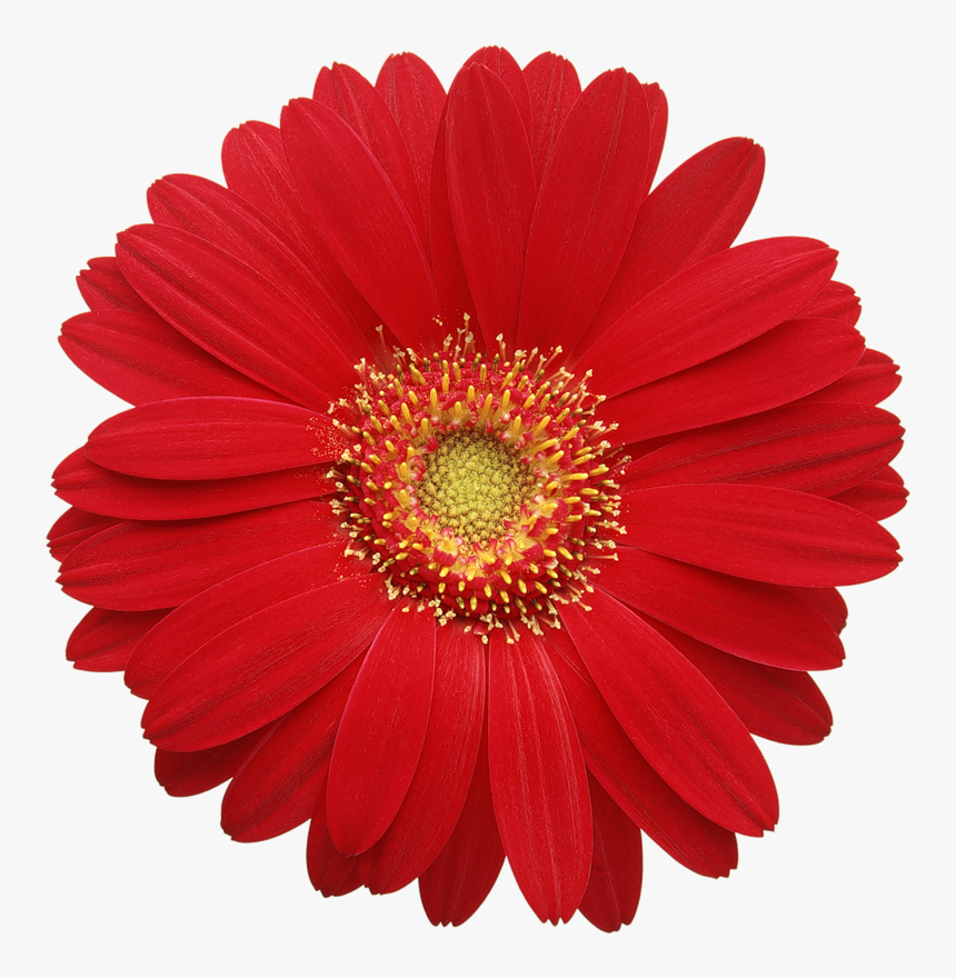 Gerbera Daisy Png, Transparent Png, Free Download