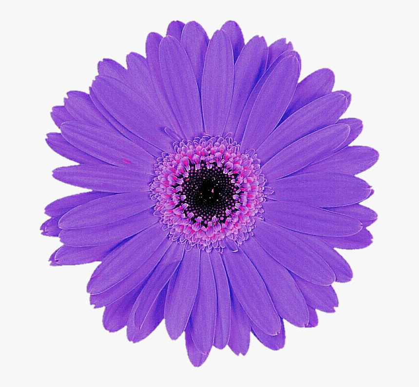 Daisy Purple Transparent Images - Purple Gerbera Daisy Png, Png Download, Free Download