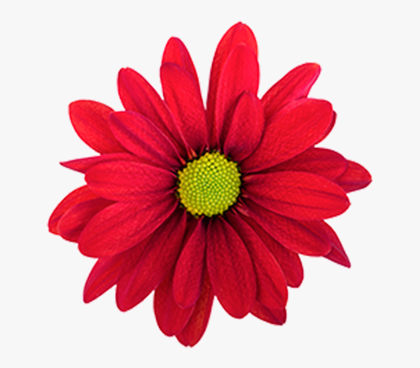 Click To Enlarge Image Red Daisy Atlantis Red - Red Daisy Png, Transparent Png, Free Download