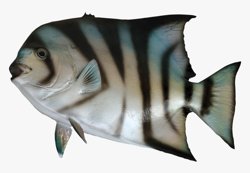Spade-fish - Fish For Sea Png, Transparent Png, Free Download