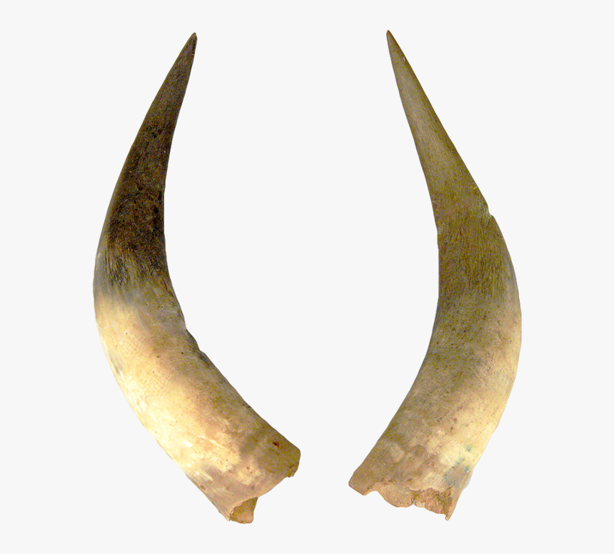 Horns Png, Transparent Png, Free Download