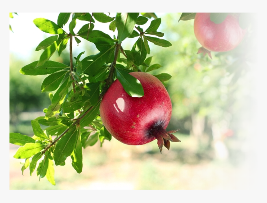 Use Of Pomegranate - Mahogany Tree Fruit Price In India, HD Png Download, Free Download