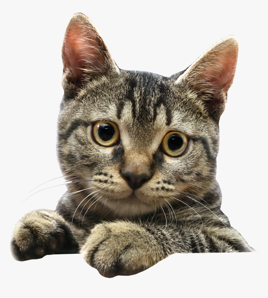 Cat Head Png - Cat Png Transparent, Png Download, Free Download