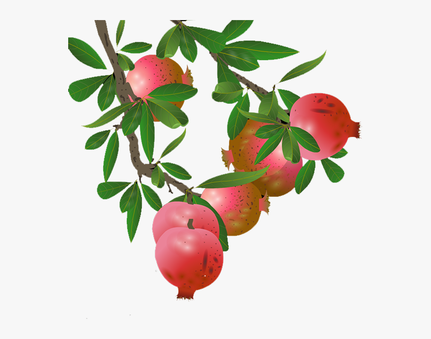 Pomegranate Tree Png - Pomegranate Tree Images Png, Transparent Png, Free Download