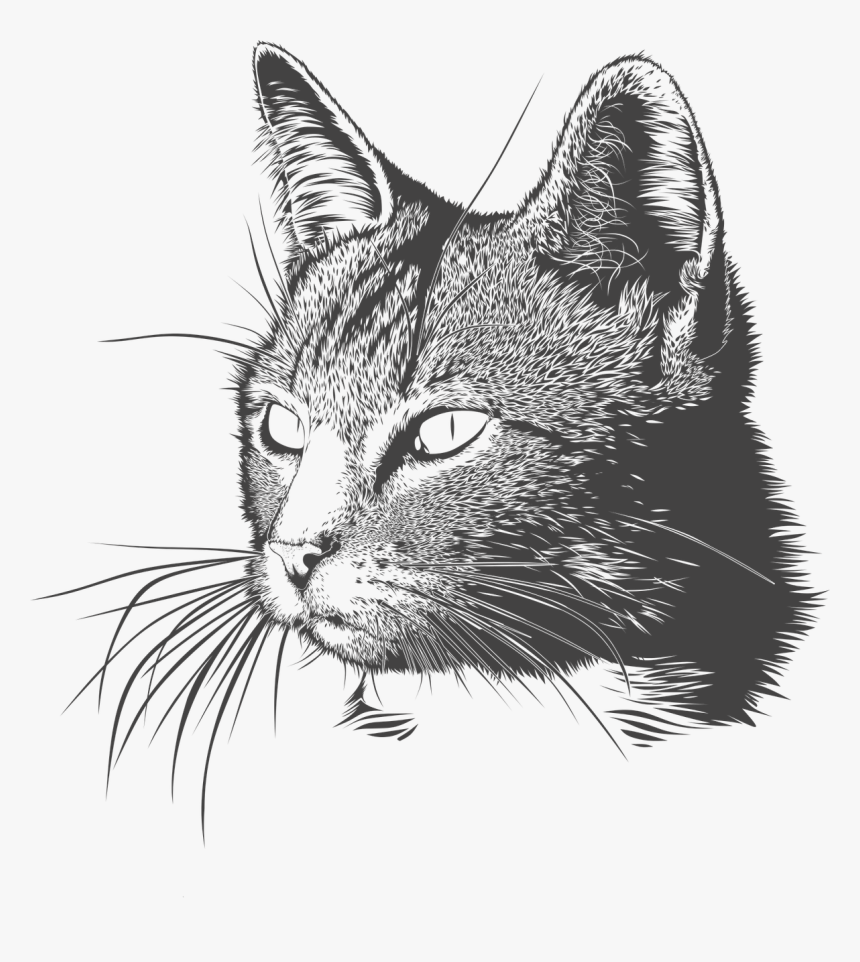 Black And White Cat Drawing Png, Transparent Png, Free Download