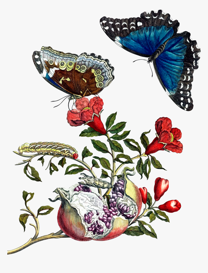 Butterflies On Pomegranate Clip Arts - Maria Sibylla Merian Insect, HD Png Download, Free Download