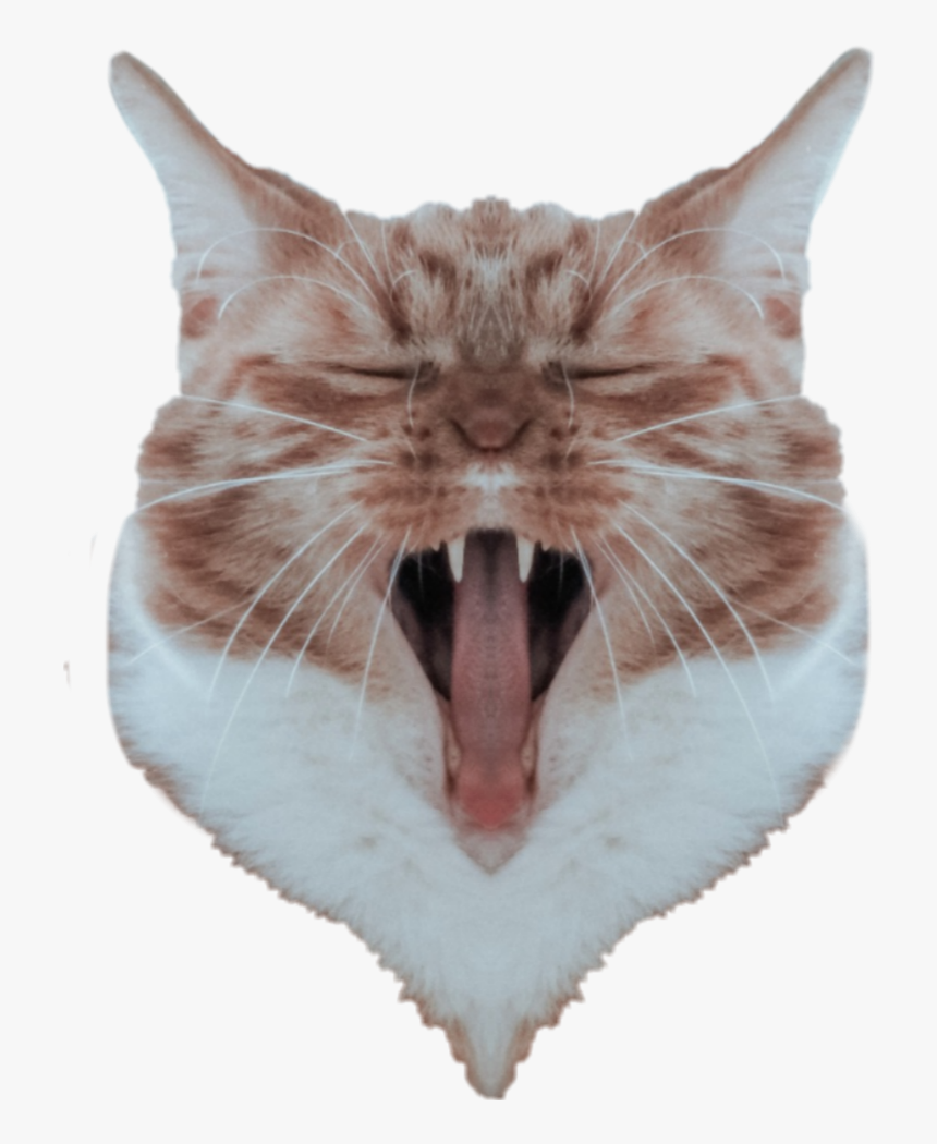 #cat #head #mirroreffect, HD Png Download, Free Download