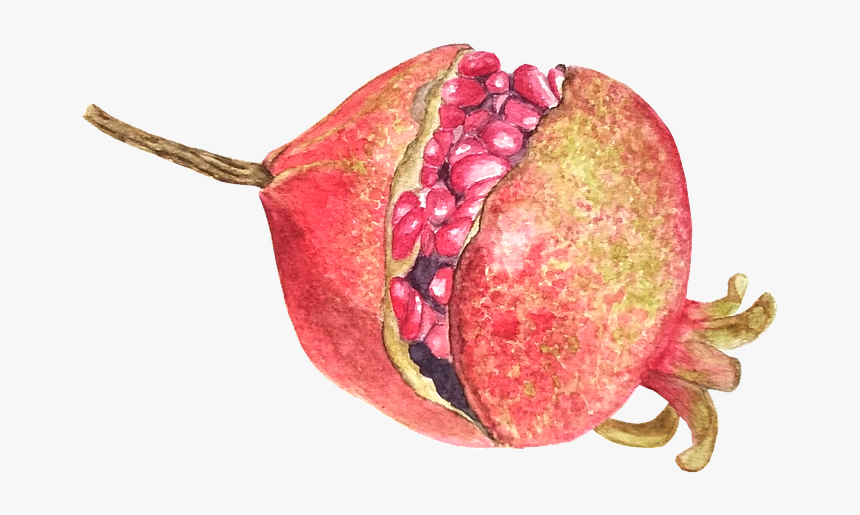 Pomegranate, Fruit, Watercolor, Food - Pitaya, HD Png Download, Free Download