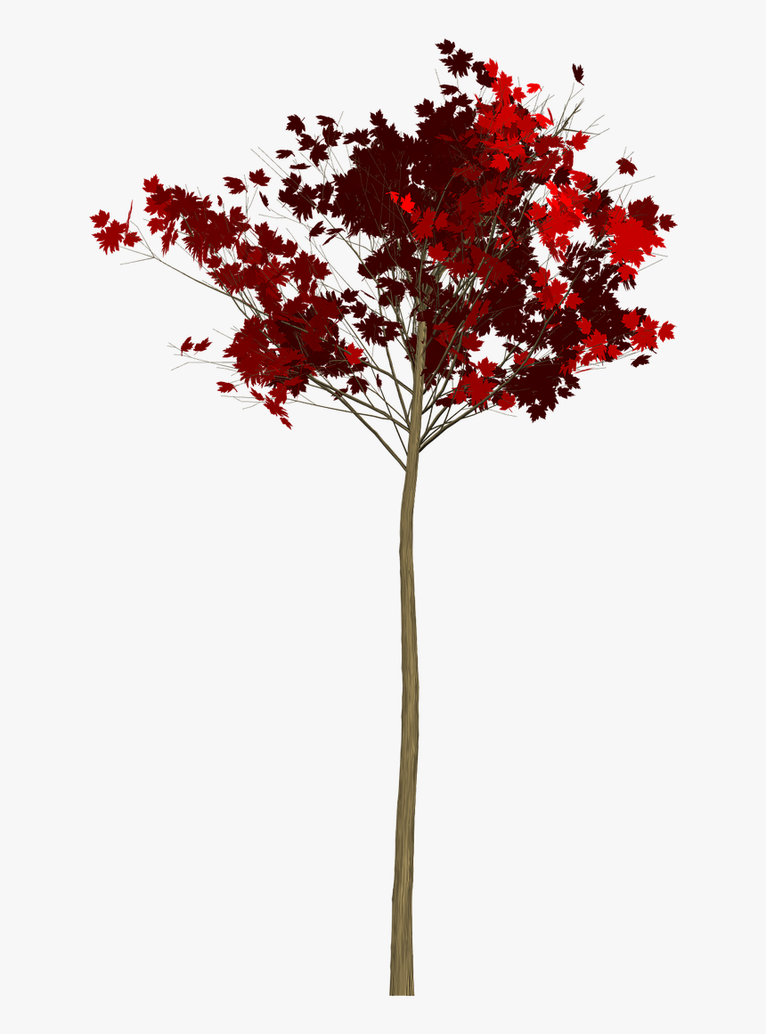 Maple,tree,painted Tree,red,nature,image Painting,plant, - Maple, HD Png Download, Free Download