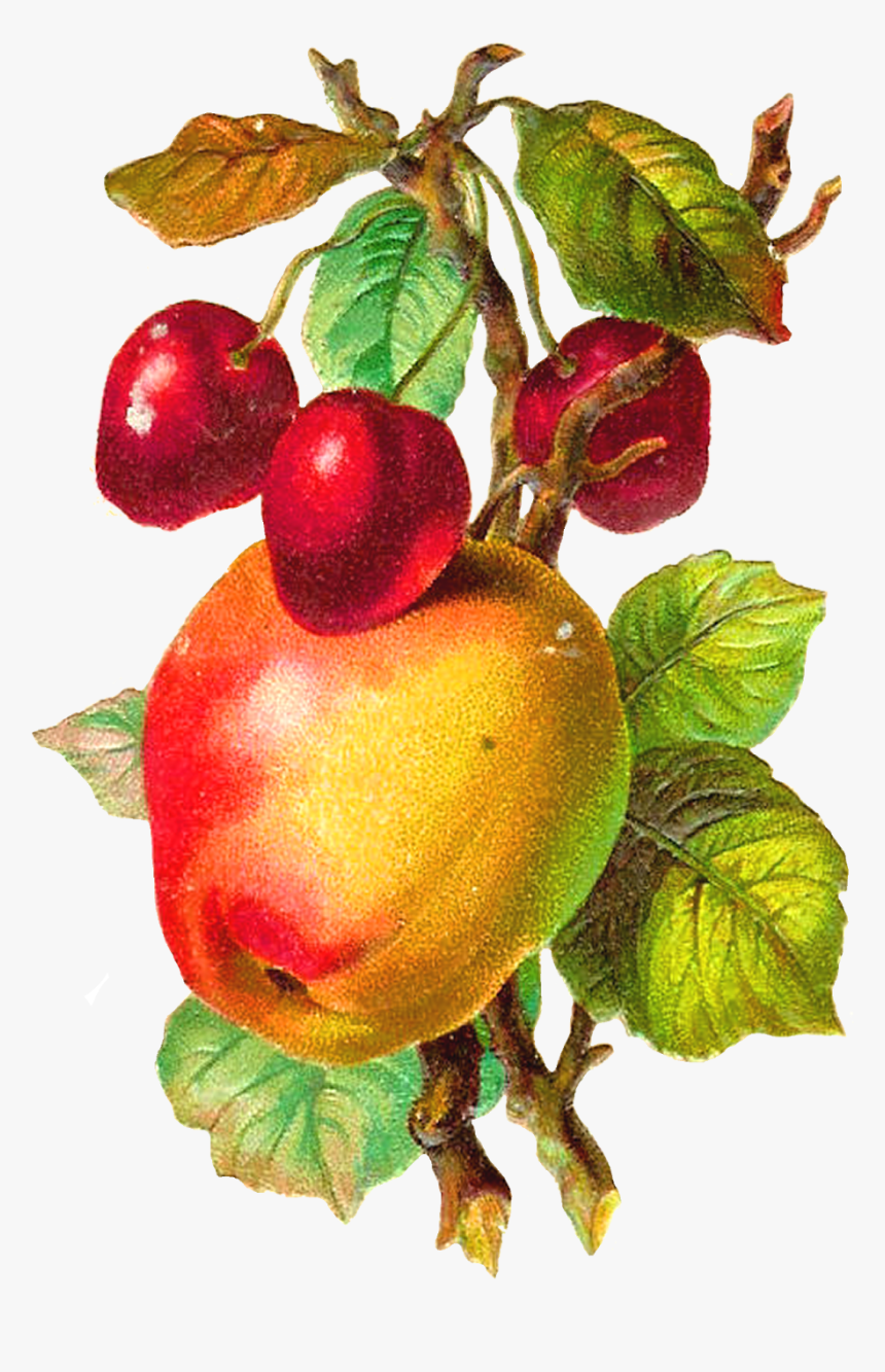 Antique Images Free Fruit - Apple Fruit Vintage Png, Transparent Png, Free Download