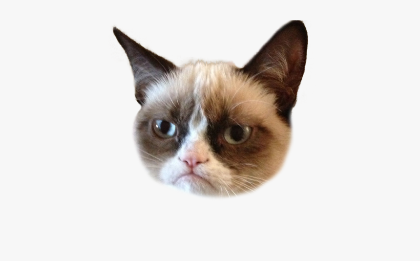 Grumpy Cat Png, Transparent Png, Free Download