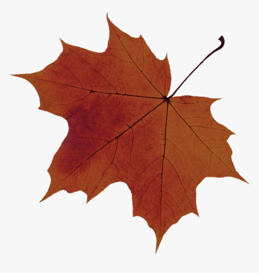 Sugar Maple Tree Leaf Png , Png Download - Sugar Maple Leaf Png, Transparent Png, Free Download