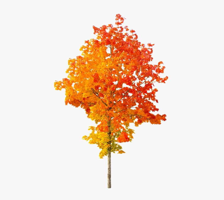 Autumn Tree Png File - Transparent Autumn Tree Background, Png Download, Free Download