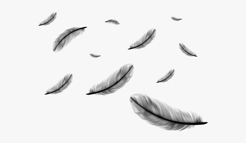 Feathers Falling Png - Falling Feathers Transparent Background, Png Download, Free Download