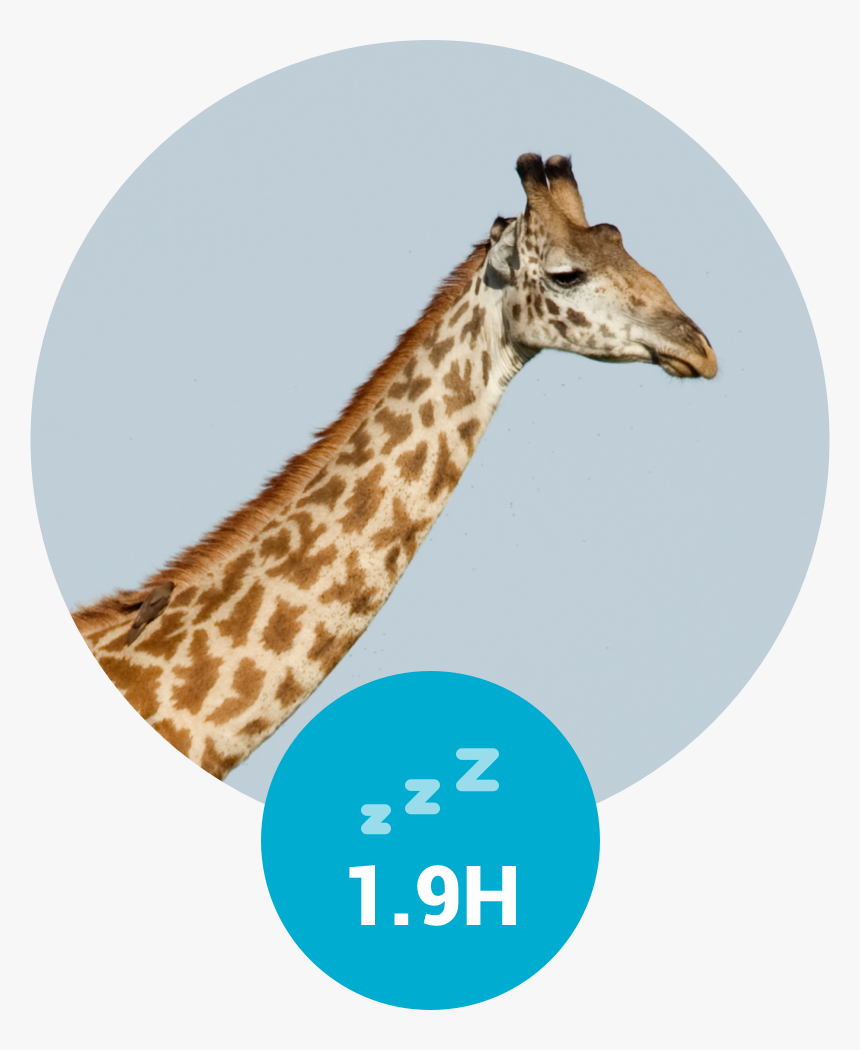 Hours Of Sleep For A Giraf - Giraffidae, HD Png Download, Free Download