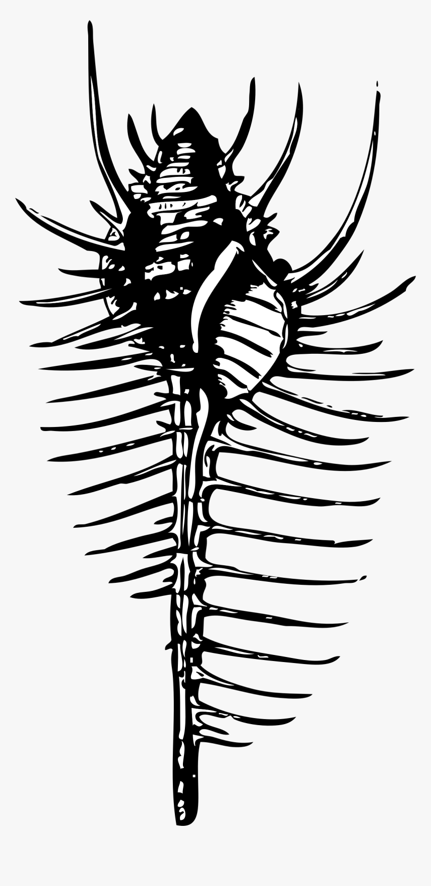 Venus - Murex Diagram, HD Png Download, Free Download