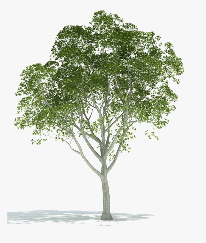 Realistic Tree Png Image Background - Architectural Tree Png, Transparent Png, Free Download