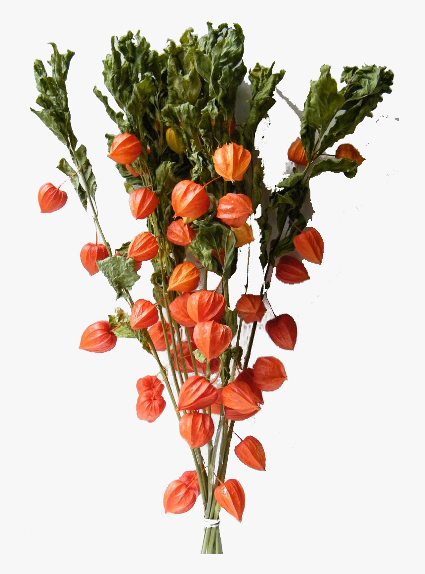 Chinese Lantern Flowers Png Free Pic - Artificial Chinese Lantern Flowers Uk, Transparent Png, Free Download