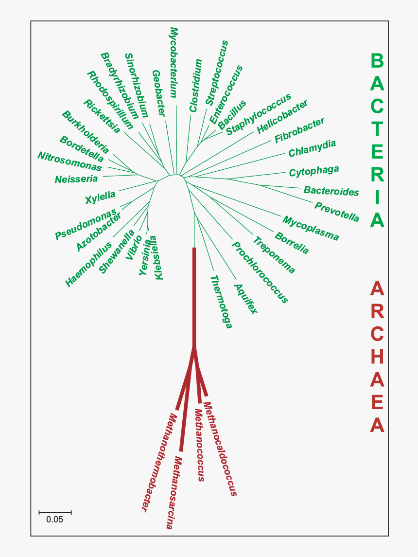 Archaeal Tree Of Life, HD Png Download, Free Download
