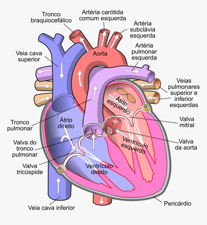 Human Body Heart, HD Png Download, Free Download