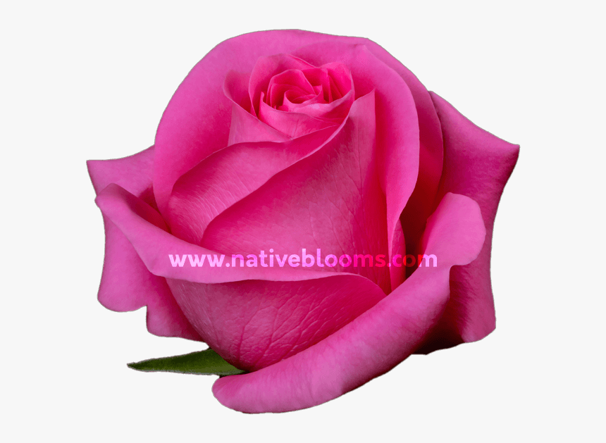 Image - Garden Roses, HD Png Download, Free Download