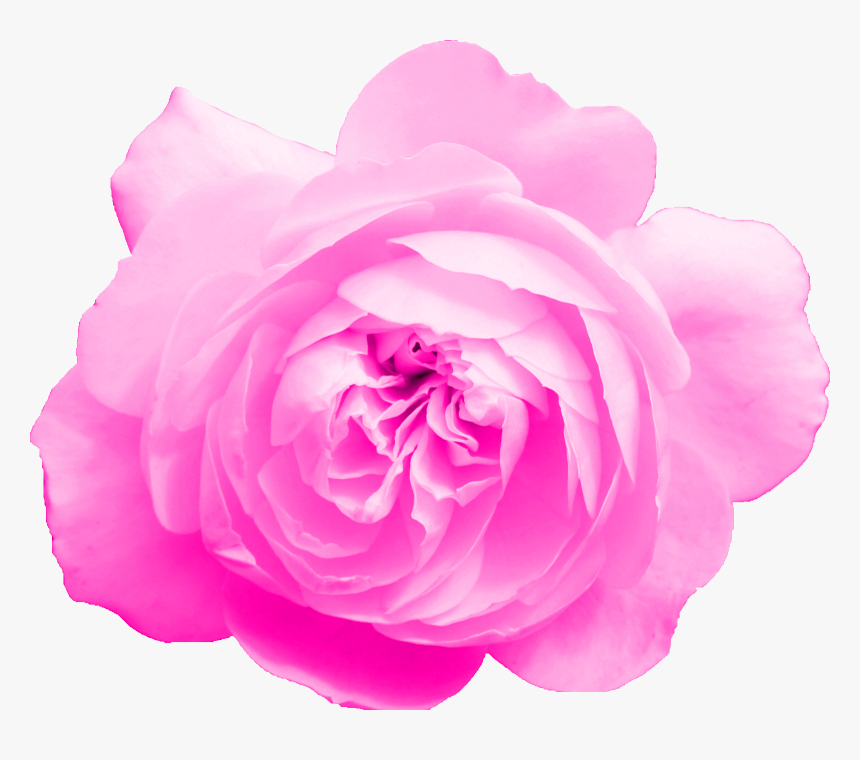 Garden Roses, HD Png Download, Free Download