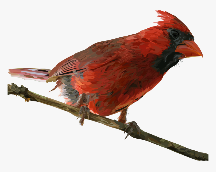 Cardinal - Northern Cardinal, HD Png Download, Free Download