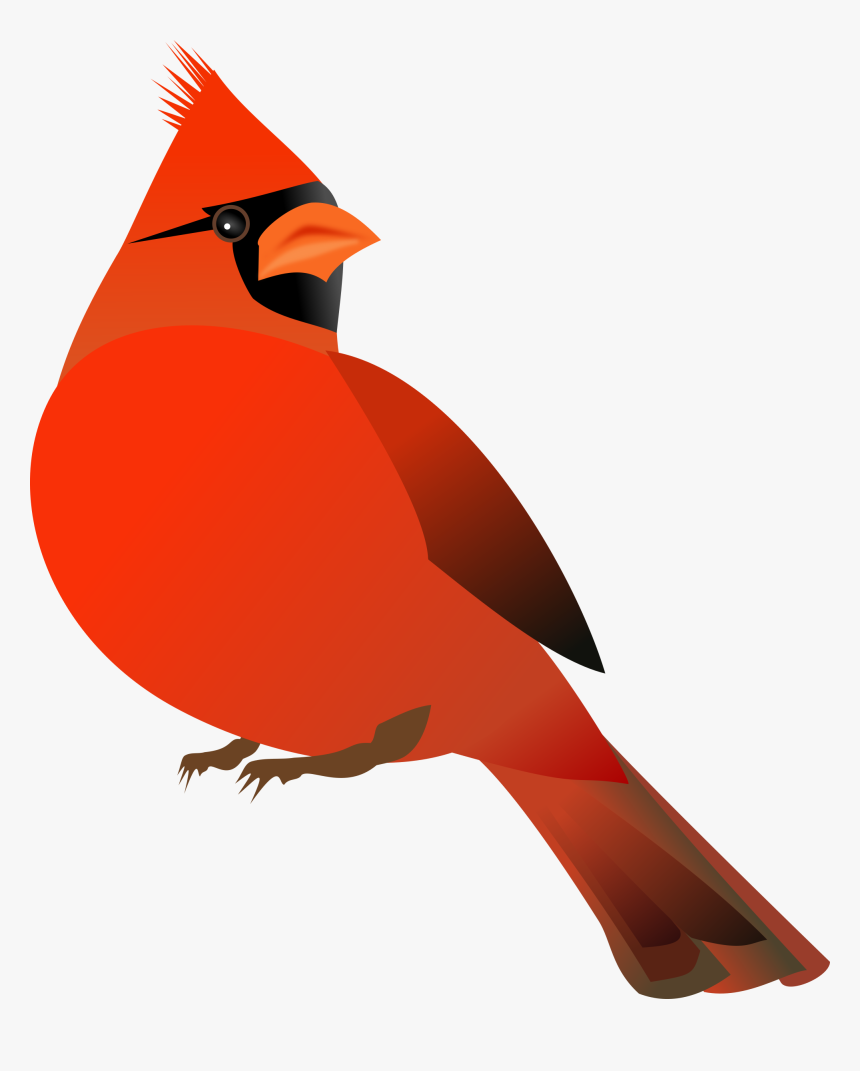 Cardinal, Bird, Cardinalidae, Animal, Red, Exotic - Red Cardinal Clipart, HD Png Download, Free Download