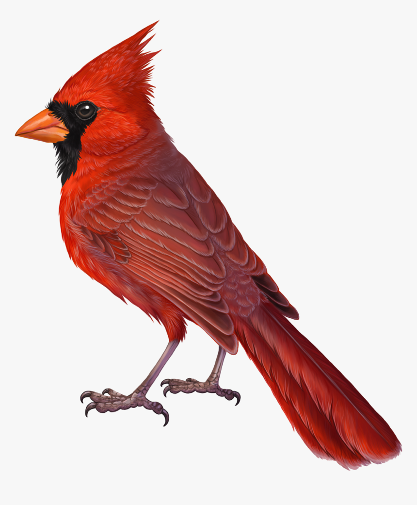 Transparent Cardinal Png, Png Download, Free Download