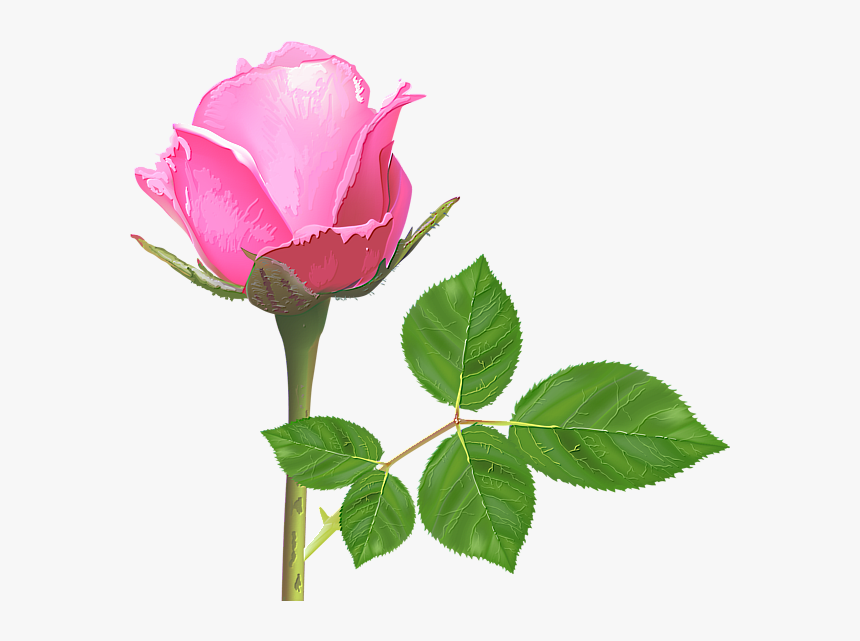 Light Pink Rose, Pink Rose Flower, Pink Roses, Rose - Single Pink Rose Flowers, HD Png Download, Free Download