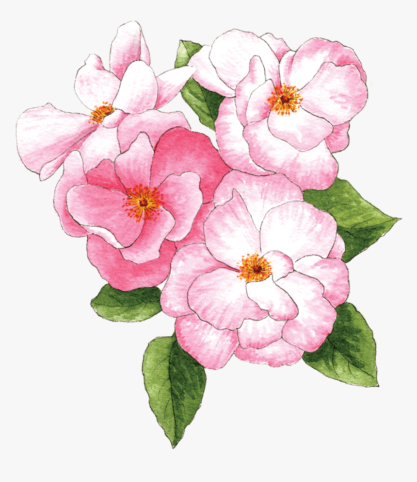 Illustration By Helen Krayenhoff - Rosa Gallica, HD Png Download, Free Download