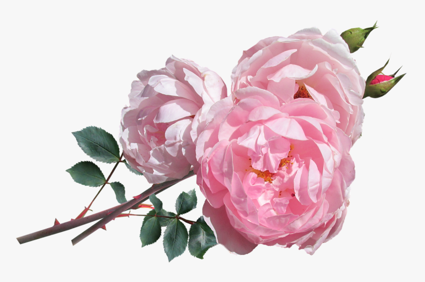 David Austin Roses Png, Transparent Png, Free Download