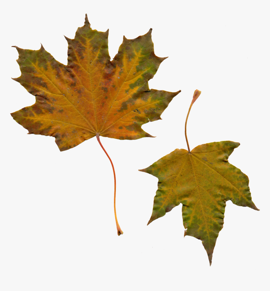 Transparent Maple Leaves Png - Klevo Lapai Png, Png Download, Free Download