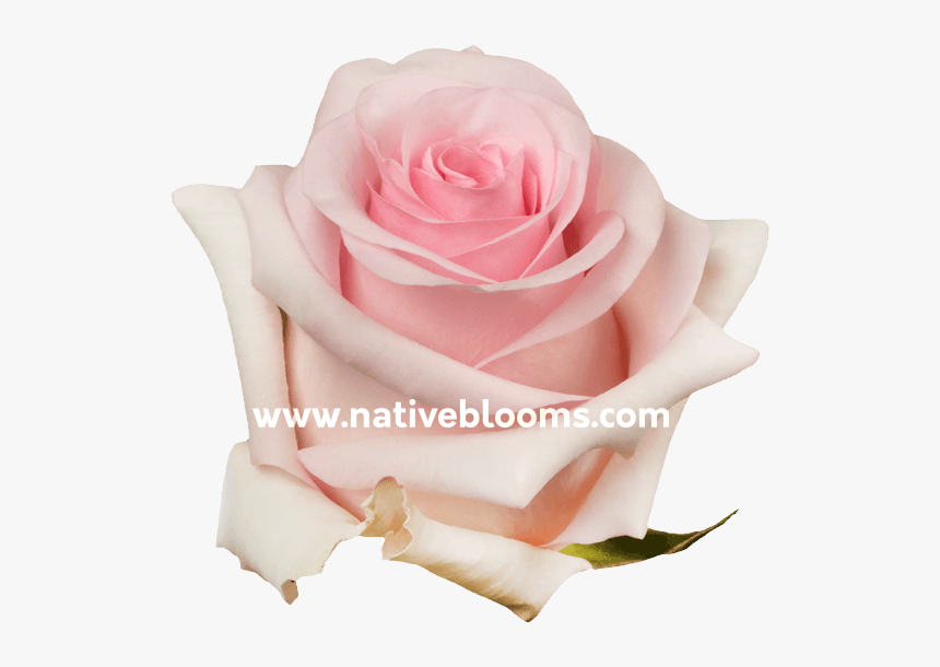 Garden Roses, HD Png Download, Free Download