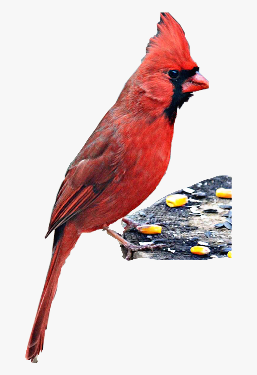 Transparent Cardinal Bird Png - Northern Cardinal, Png Download, Free Download