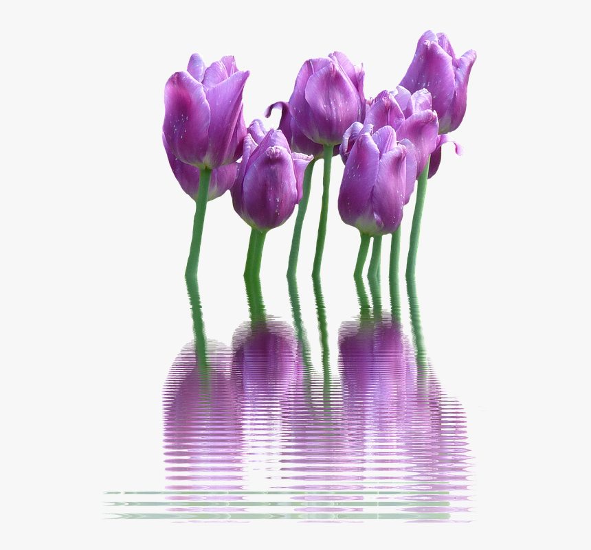 Spring Flower Png Transparent - Hello Spring Goodbye Winter, Png Download, Free Download