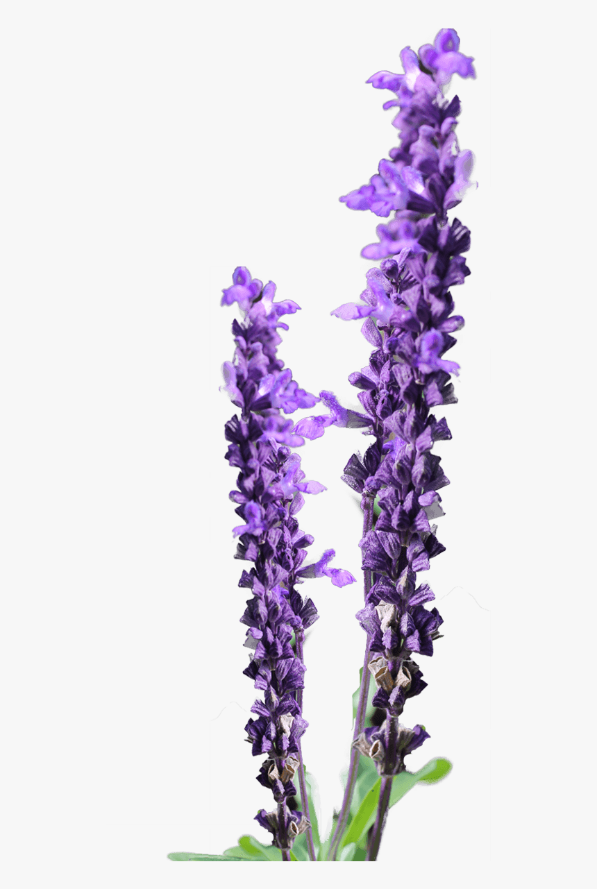 Lavender Flower Clip Art Free - Lavender Flower Png, Transparent Png, Free Download