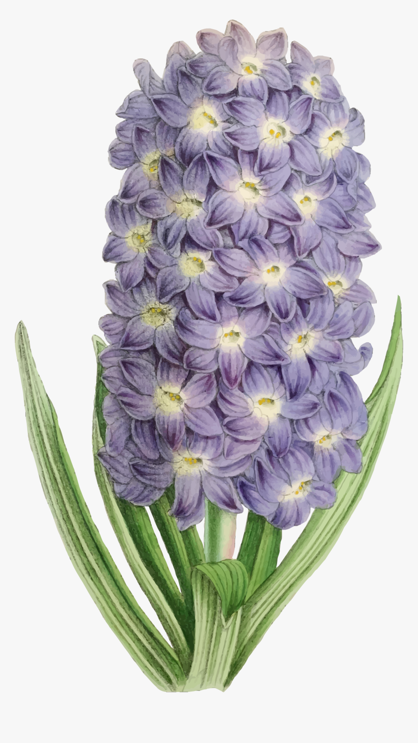 Hyacinth,plant,flower - Orquudea Moldura Fundo Transparente, HD Png Download, Free Download