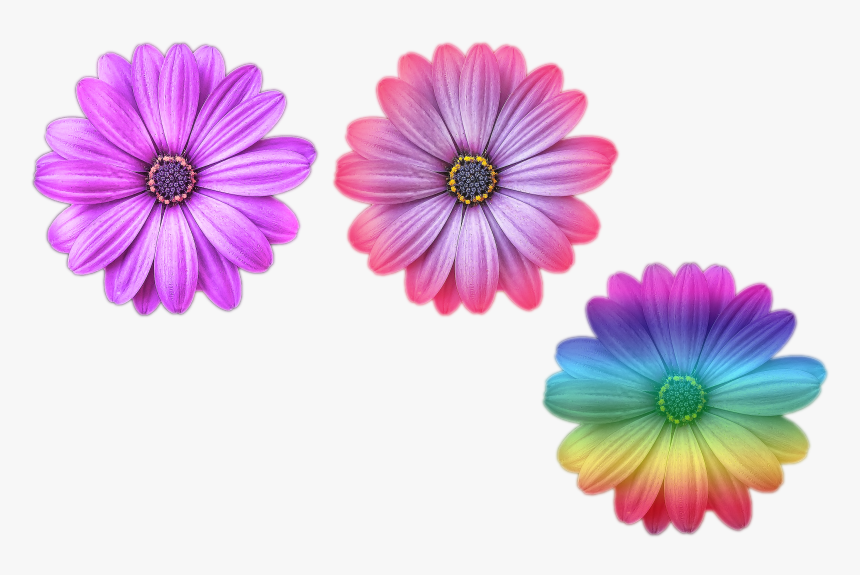 Multi Color Flower Png Files Purple Purple And Pink - Niche Meme Png Purple, Transparent Png, Free Download