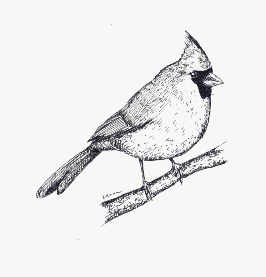 Cardinal, HD Png Download, Free Download