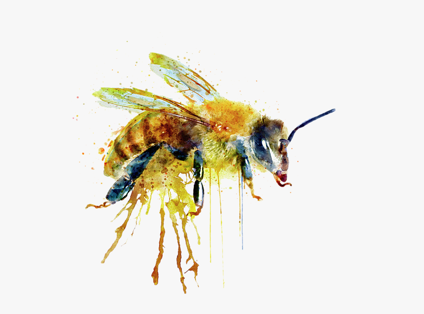 Bees Transparent Watercolor - Watercolor Paintings Of Bees, HD Png Download, Free Download