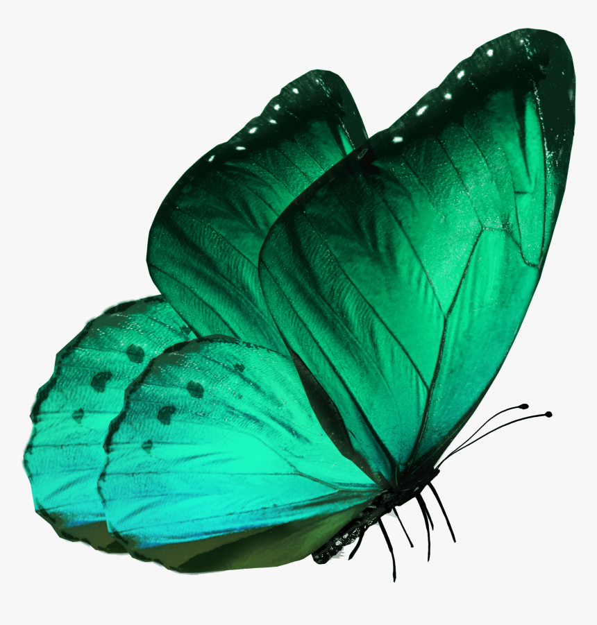 Transparent Butterflies Png Transparent - Blue Morpho Butterfly Side View, Png Download, Free Download