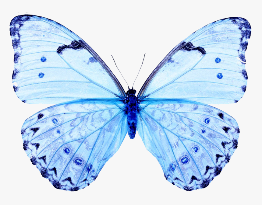 White Butterfly White Butterfly Papilio Ulysses T-three - Light Blue Butterfly Png, Transparent Png, Free Download