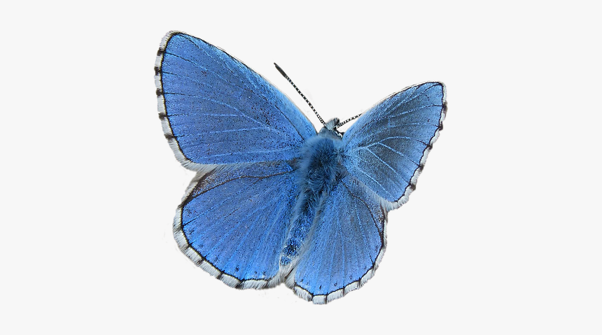 Butterfly, Blue, Blue Butterfly, Insect, Lepidopteran - Common Blue Butterfly Png, Transparent Png, Free Download