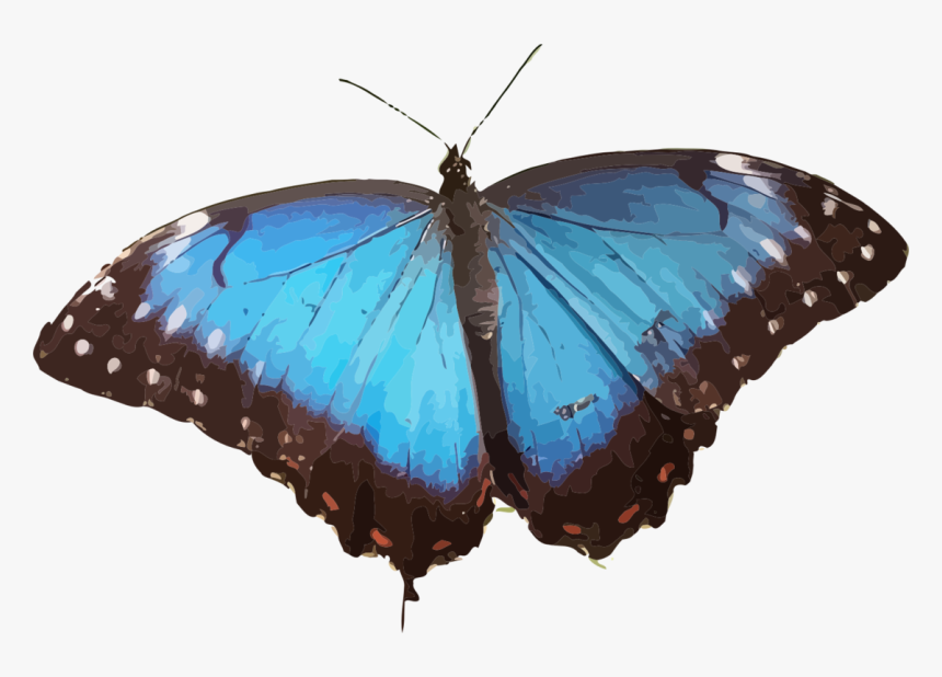 Blue Morpho Butterfly Png, Transparent Png, Free Download