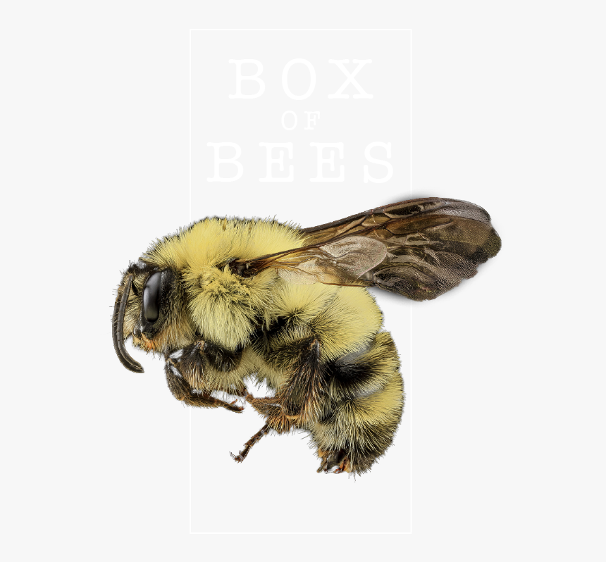 Honeybee, HD Png Download, Free Download